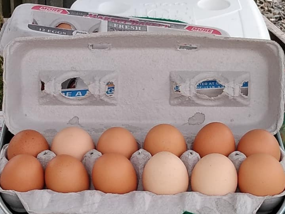 Farm Fresh Chicken Eggs