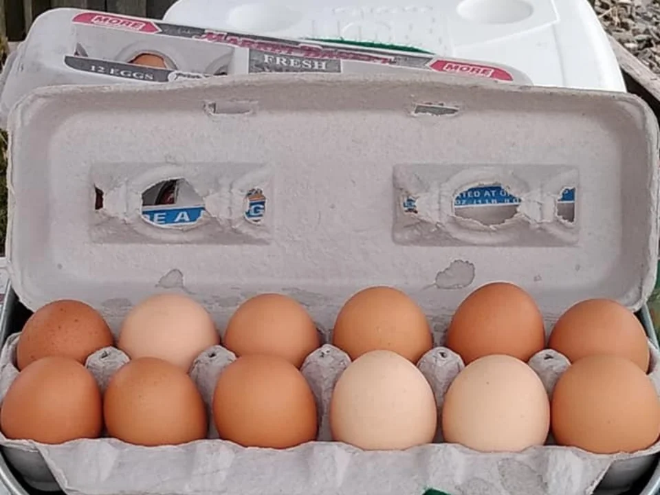 Farm Fresh Eggs - Delicious and nutritious chicken eggs, laid fresh daily on our farm.