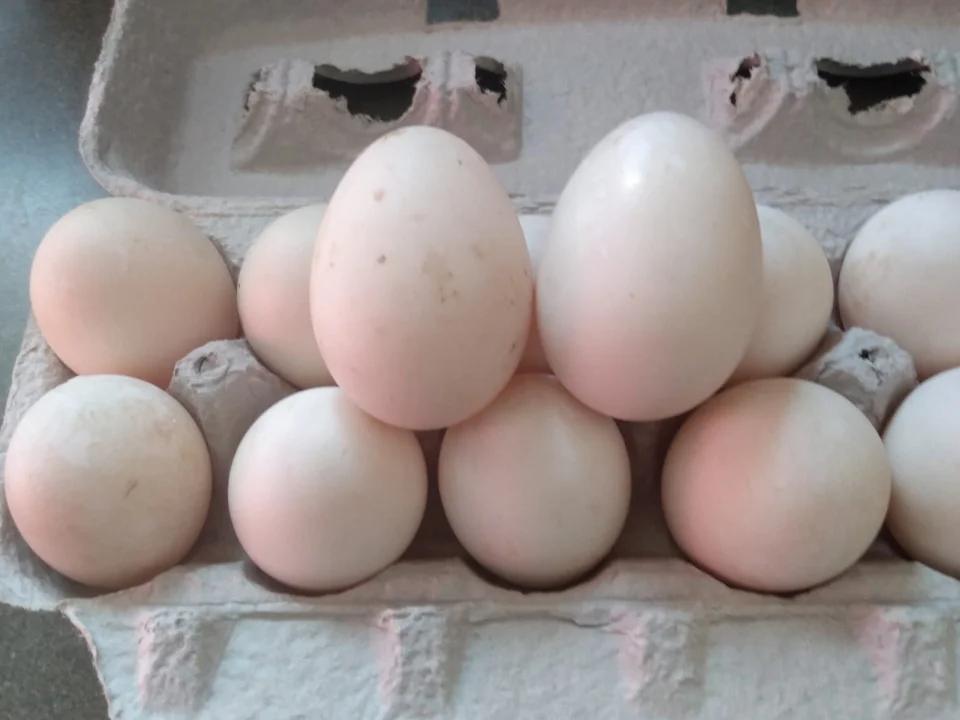 Duck Eggs - Rich and flavorful duck eggs, a gourmet delight.